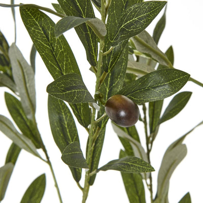 Apulia Olive Tree In White Pot Small