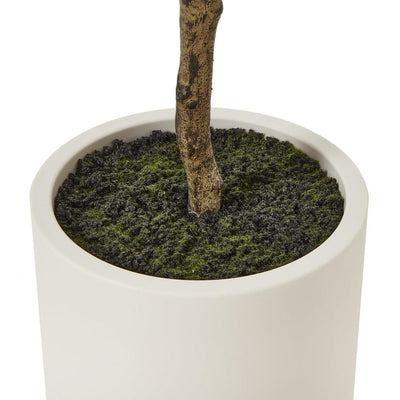 Apulia Olive Tree In White Pot Small
