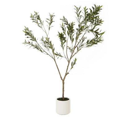 Apulia Olive Tree In White Pot Small