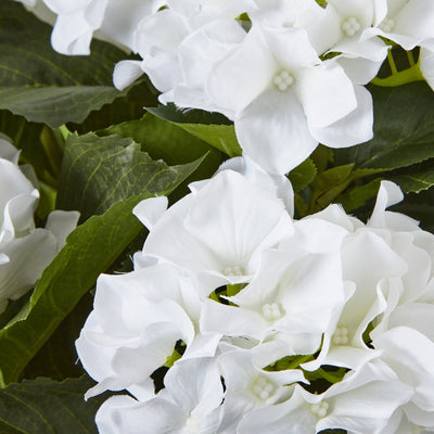 White Hydrangea Plant Pot