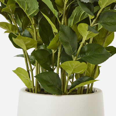 White Hydrangea Plant Pot