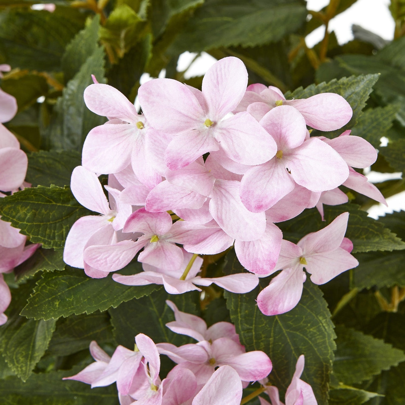 Pink Hydrangea Plant Pot