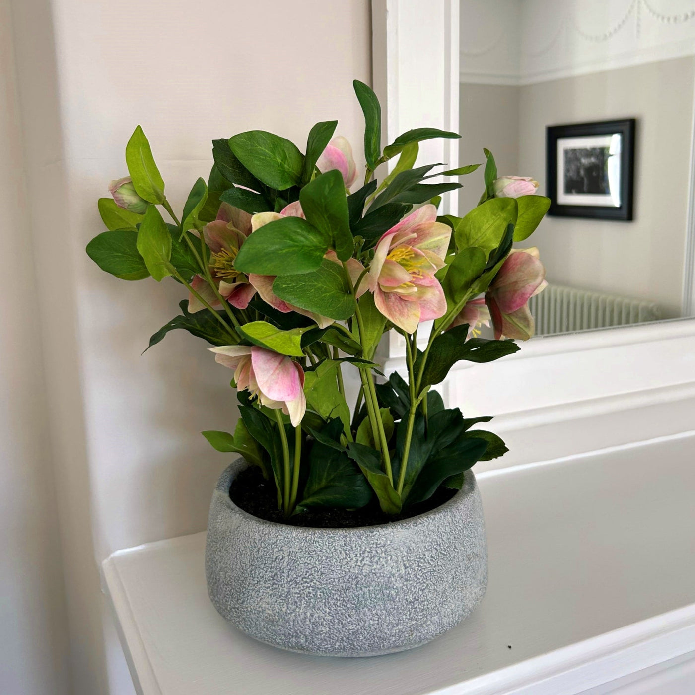 Variegated Pink Hellebore Plant Grey Pot