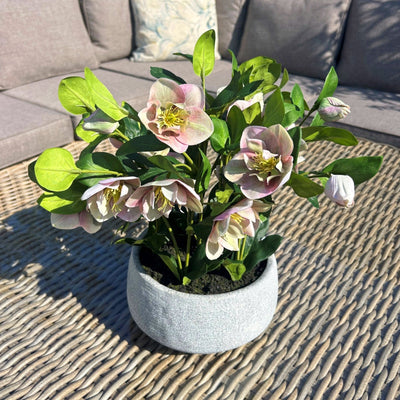 Variegated Pink Hellebore Plant Grey Pot