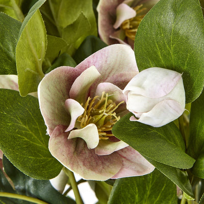 Variegated Pink Hellebore Plant Grey Pot