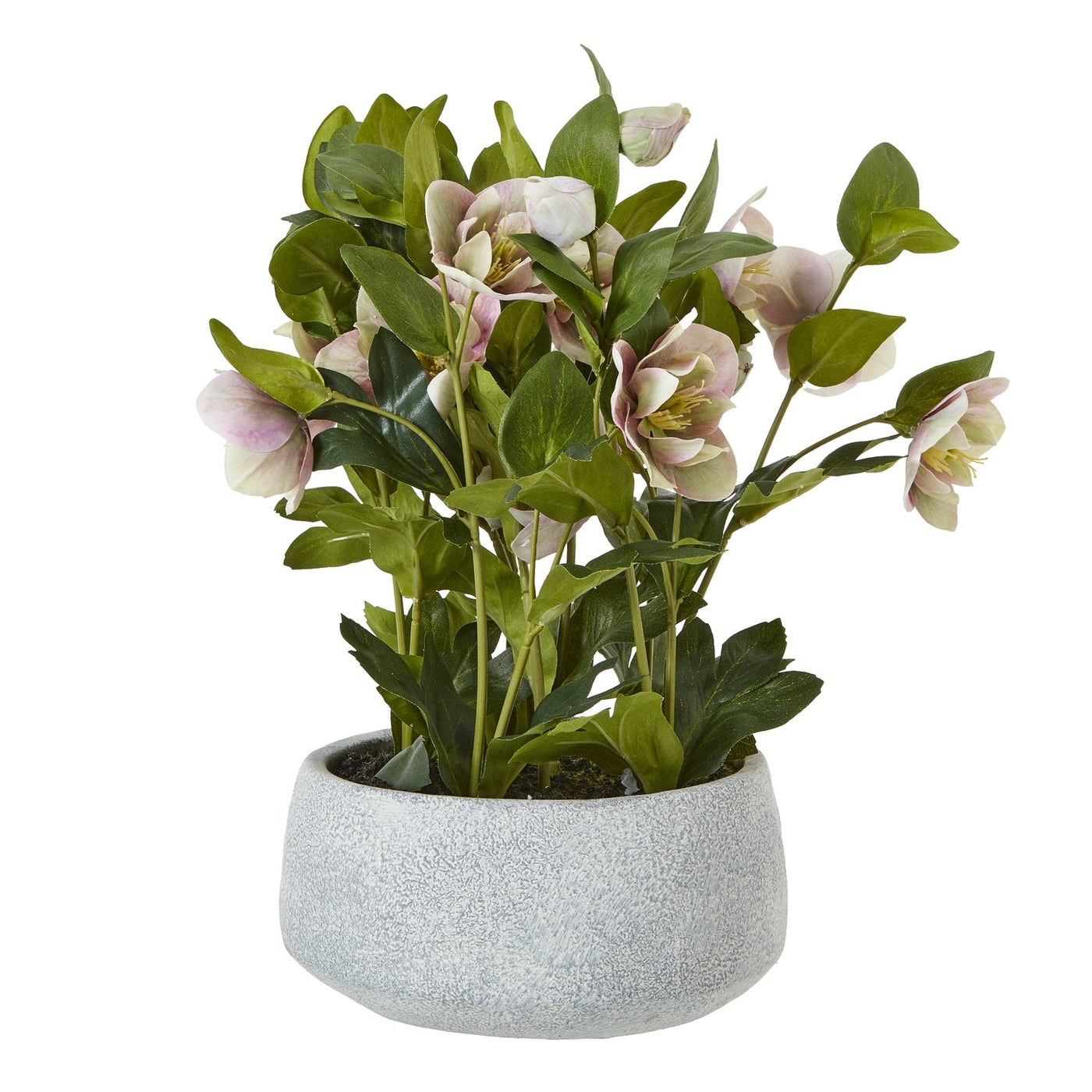 Variegated Pink Hellebore Plant Grey Pot