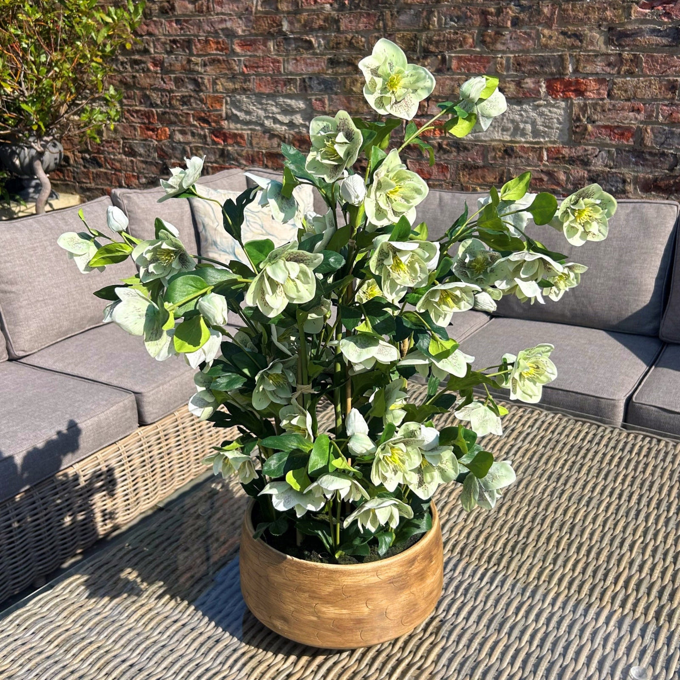 Green Hellebore Taupe Pot