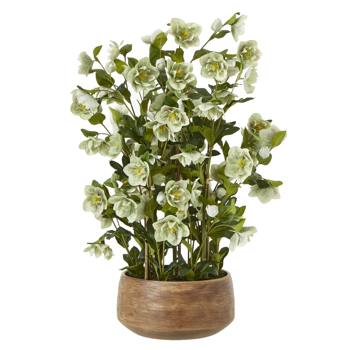 Green Hellebore Taupe Pot