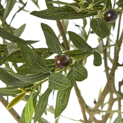 Apulia Olive Tree In White Pot Large