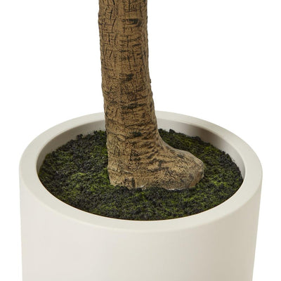 Apulia Olive Tree In White Pot Large