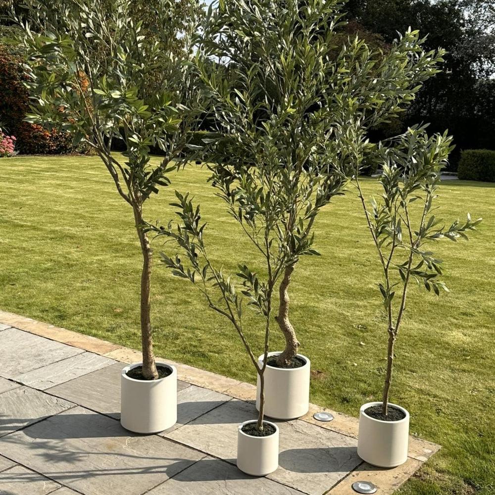 Apulia Olive Tree In White Pot Large