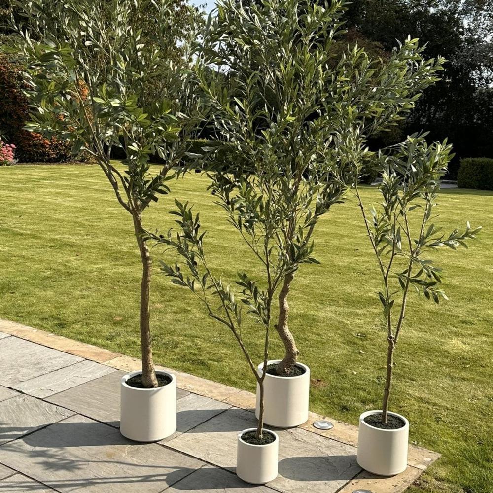 Apulia Olive Tree In White Pot Medium