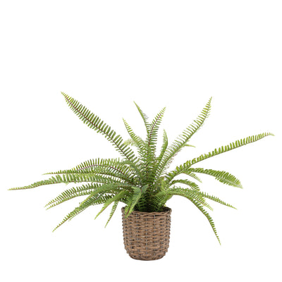 Potted Fern Plant Small