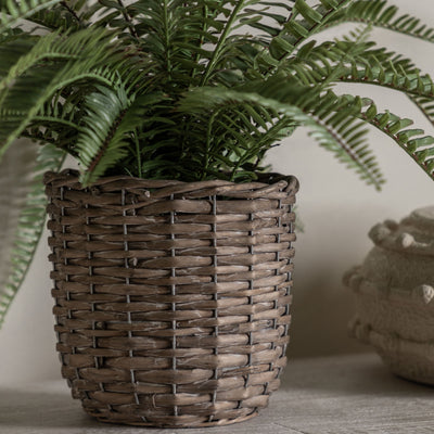 Potted Fern Plant Small