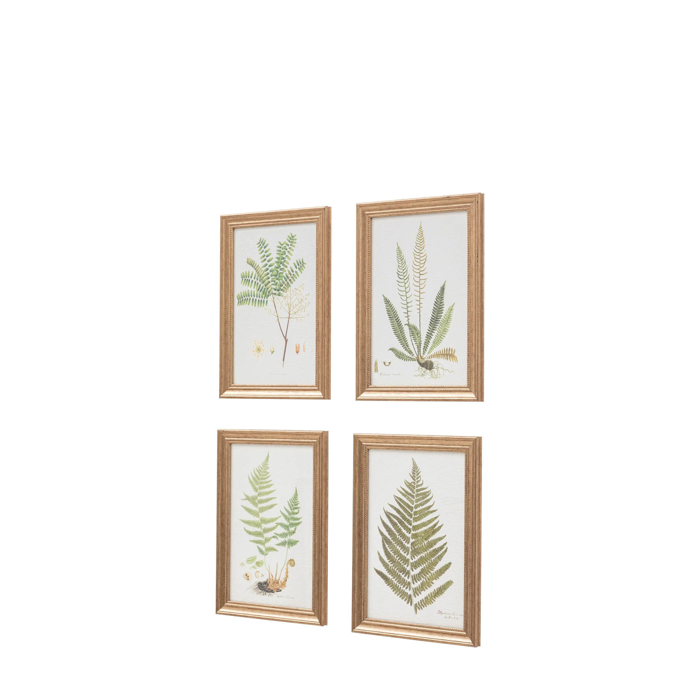 x4 Assorted Ferns Framed Art