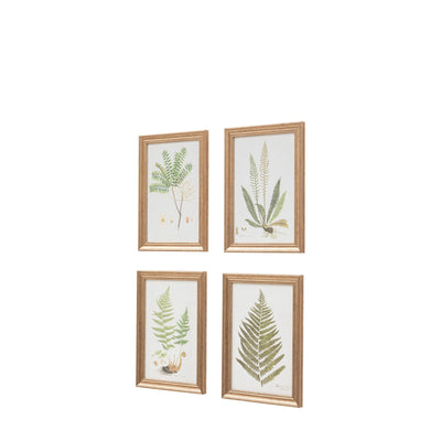 x4 Assorted Ferns Framed Art