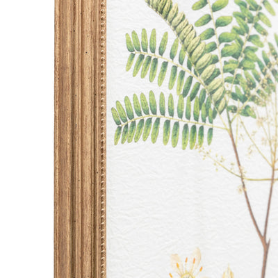 x4 Assorted Ferns Framed Art