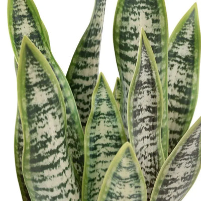 Faux Snake Plant in Ceramic Pot