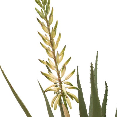 Aloe Potted Plant with White Flower