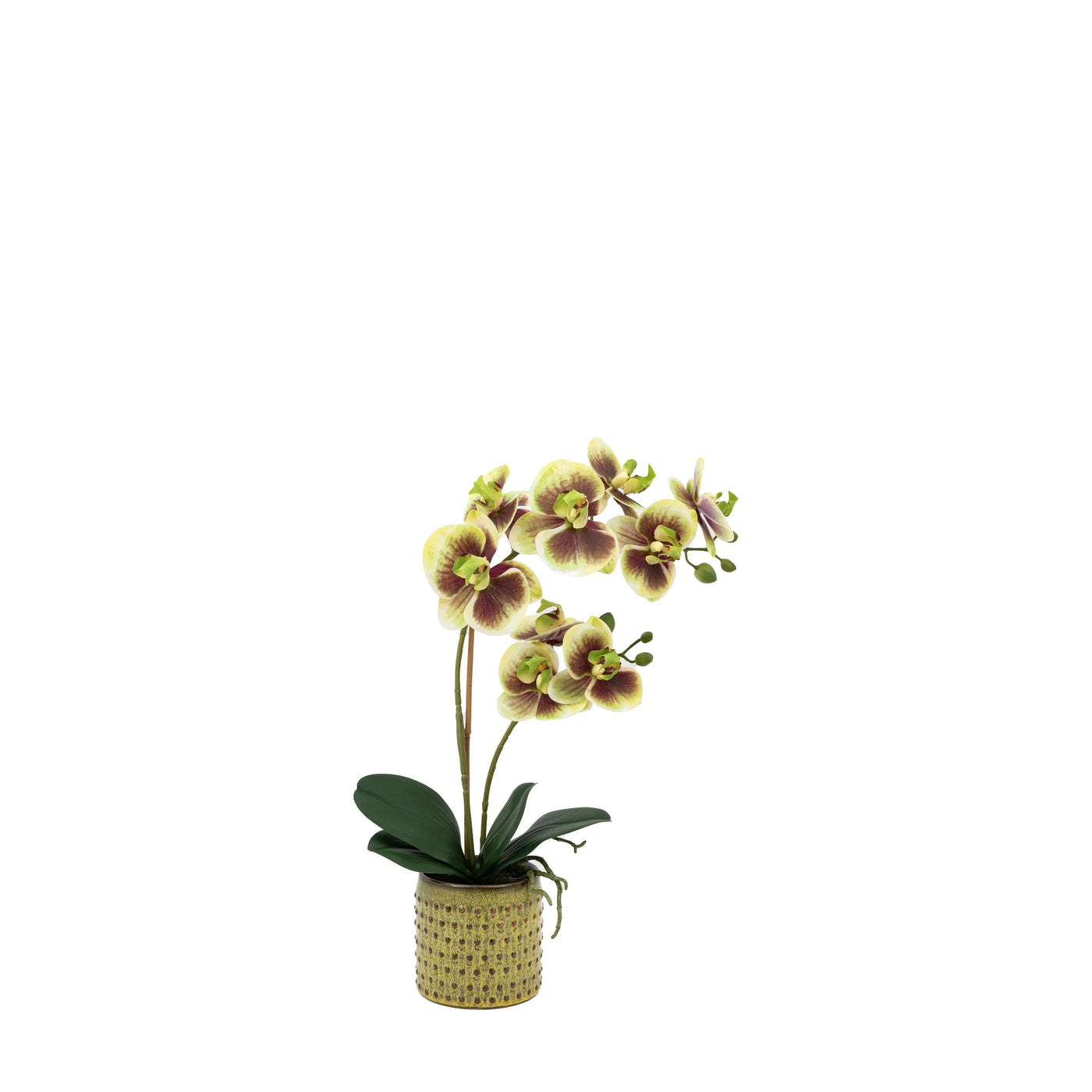 Orchid Multicolour in Moss Ceramic Dot Pot