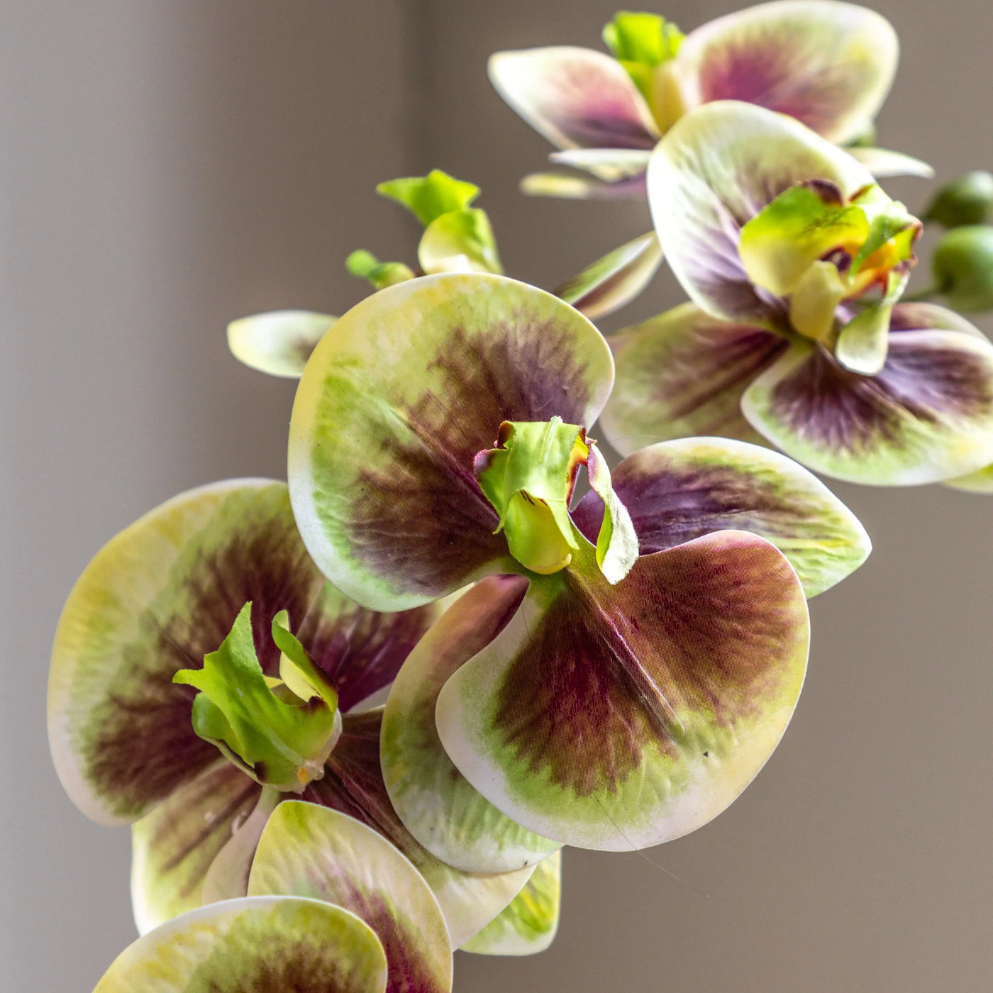 Orchid Multicolour in Moss Ceramic Dot Pot