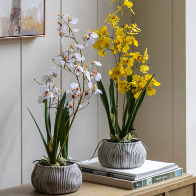 Orchid Yellow in Low Ceramic Pot