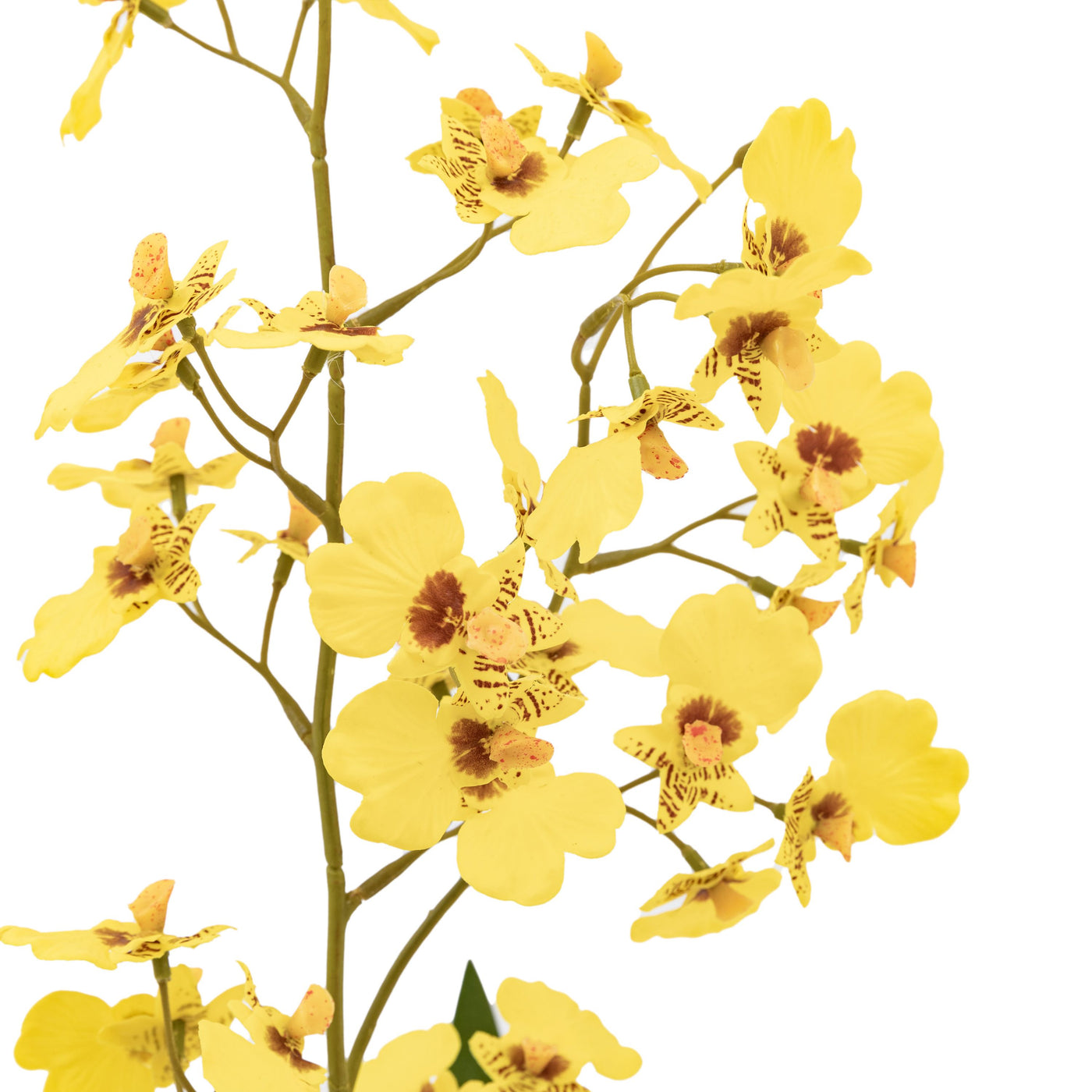 Orchid Yellow in Low Ceramic Pot