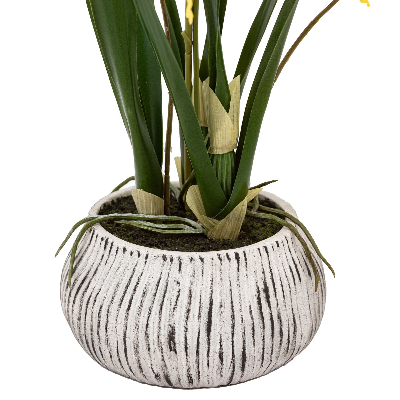 Orchid Yellow in Low Ceramic Pot