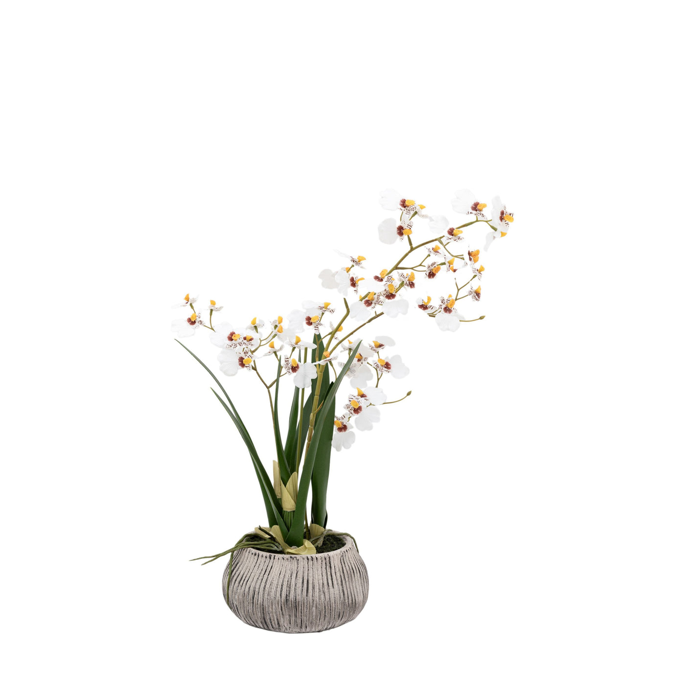 Orchid White in Low Ceramic Pot