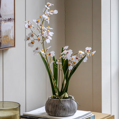 Orchid White in Low Ceramic Pot