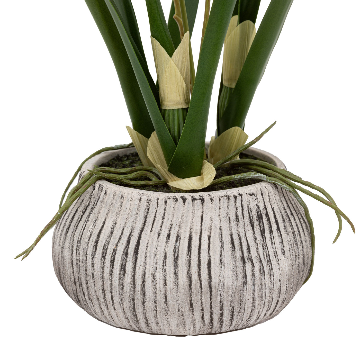 Orchid White in Low Ceramic Pot