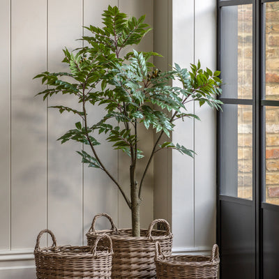 Potted Chinese White Olive Tree Large