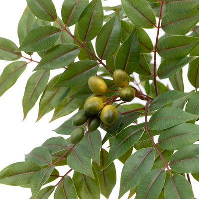 Potted Chinese White Olive Tree Large