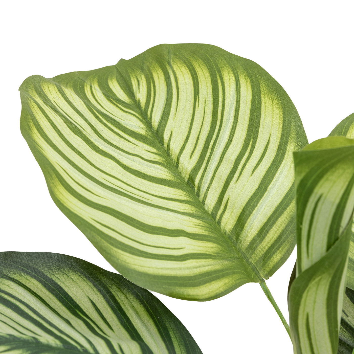 Potted Calathea Leaf Tree Small