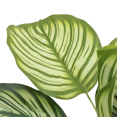 Potted Calathea Leaf Tree Small