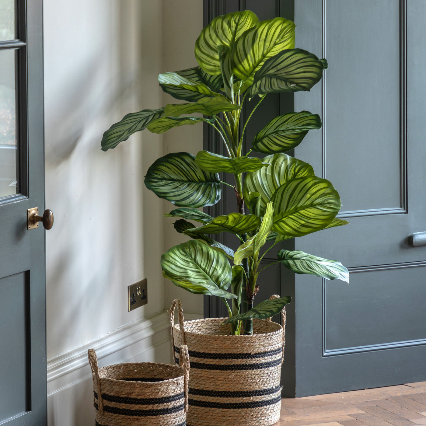 Potted Calathea Leaf Tree Large