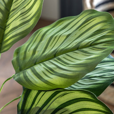 Potted Calathea Leaf Tree Large