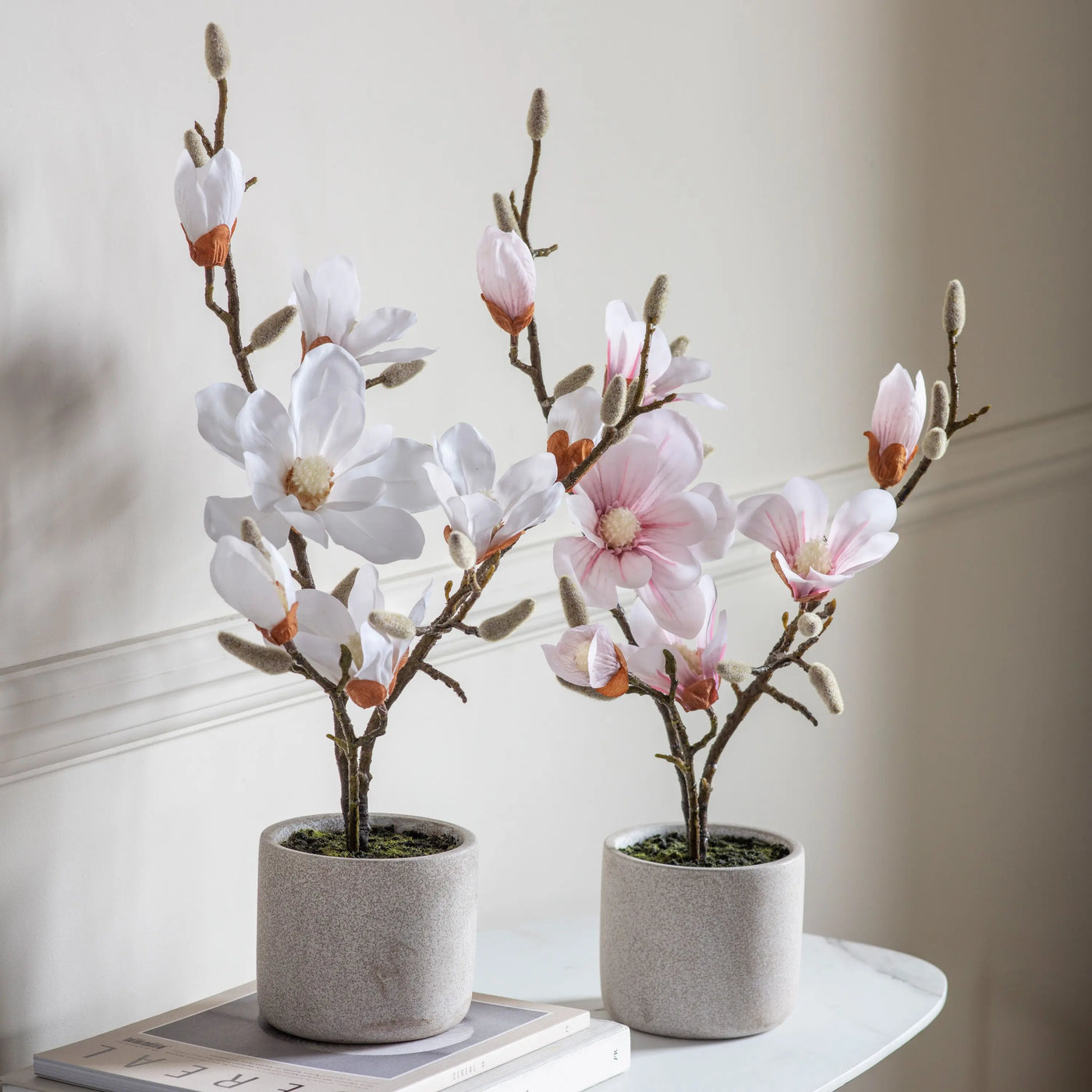 Potted Magnolia White