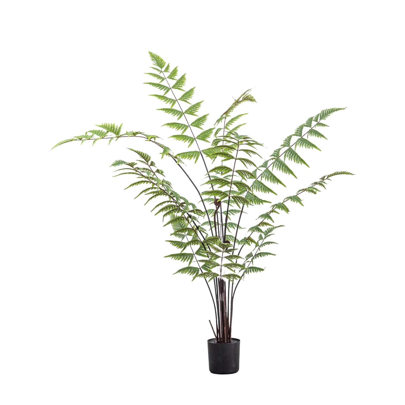 Butterfly Fern Small