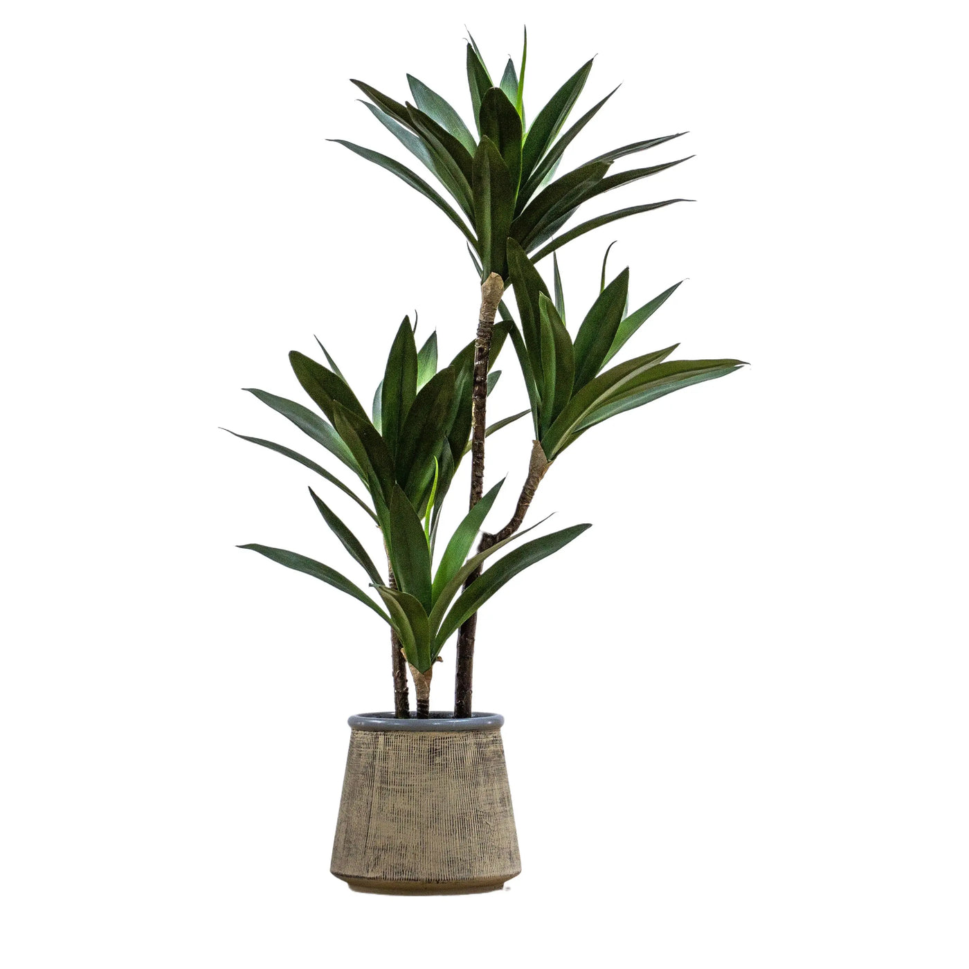 Potted Yucca Green