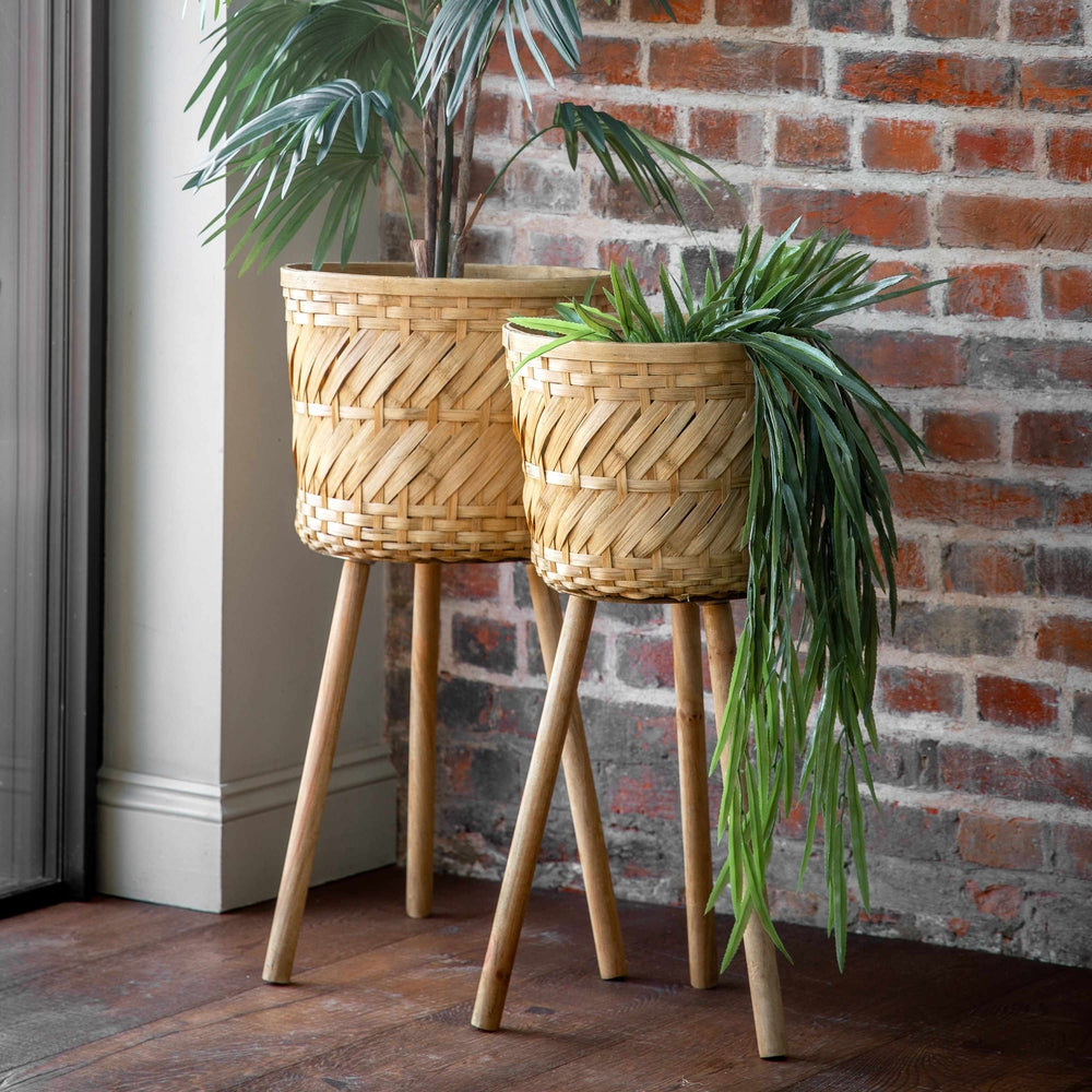 Ambon Planter Pack