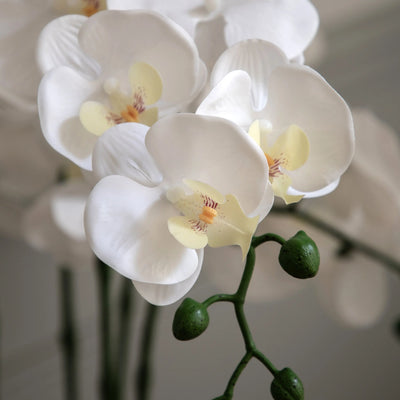 Oversized Orchid in Cement Pot White