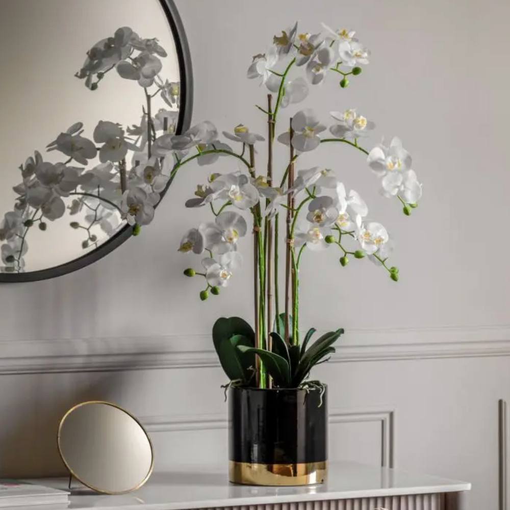 PLANTS - Orchid White With Black Gold Pot