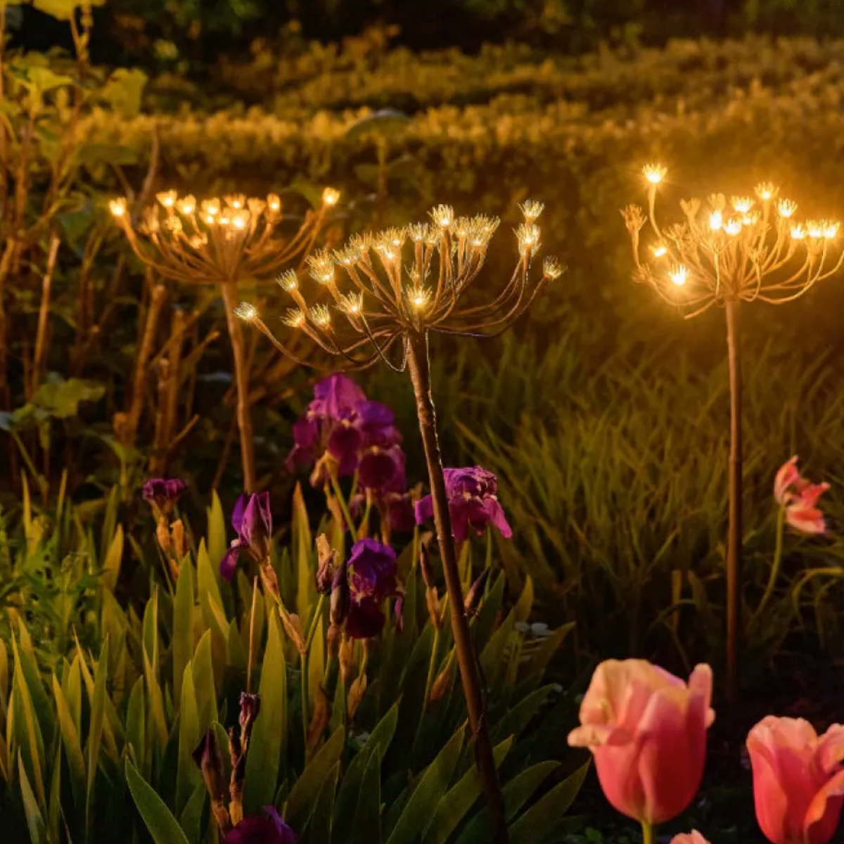 x6 Wild Fennel Lights