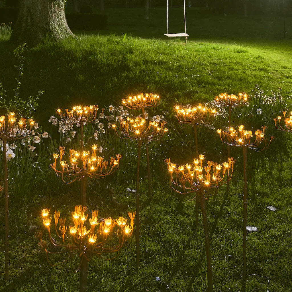 x6 Wild Fennel Lights