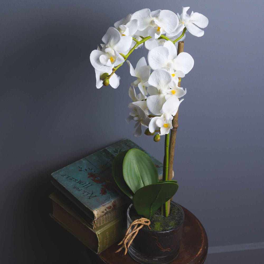 Harmony White Potted Orchid