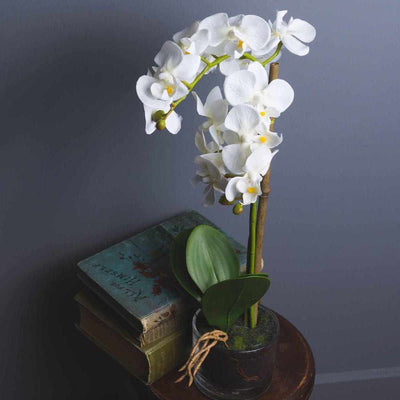 Harmony White Potted Orchid