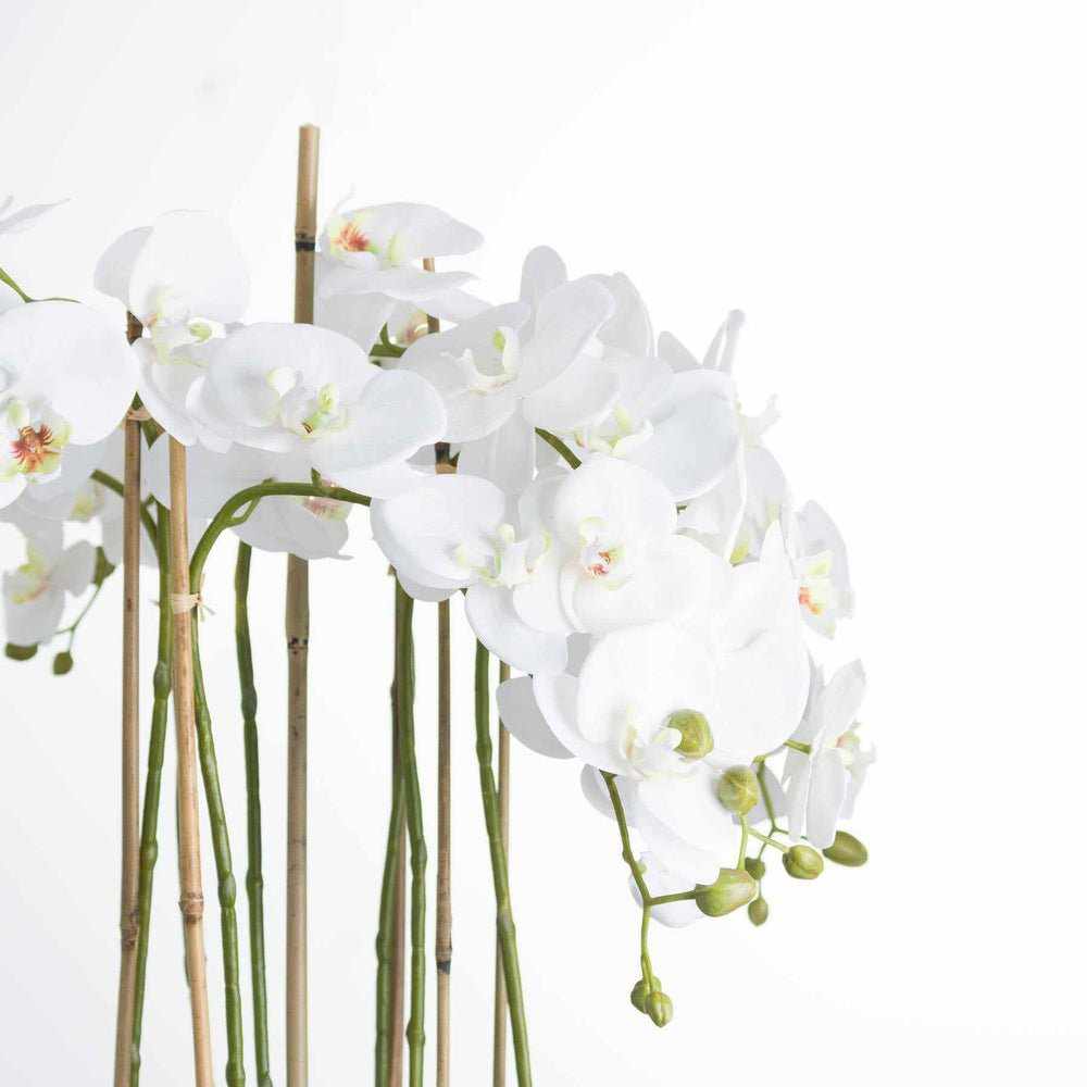 Large White Orchid In Glass Pot - NEST & FLOWERS