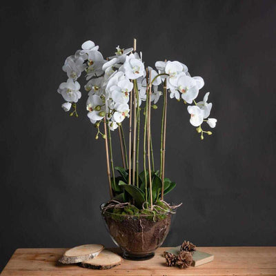 Large White Orchid In Glass Pot - NEST & FLOWERS