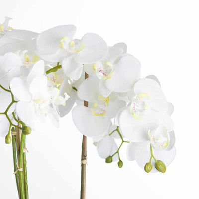 Large White Orchid In Stone Pot - NEST & FLOWERS